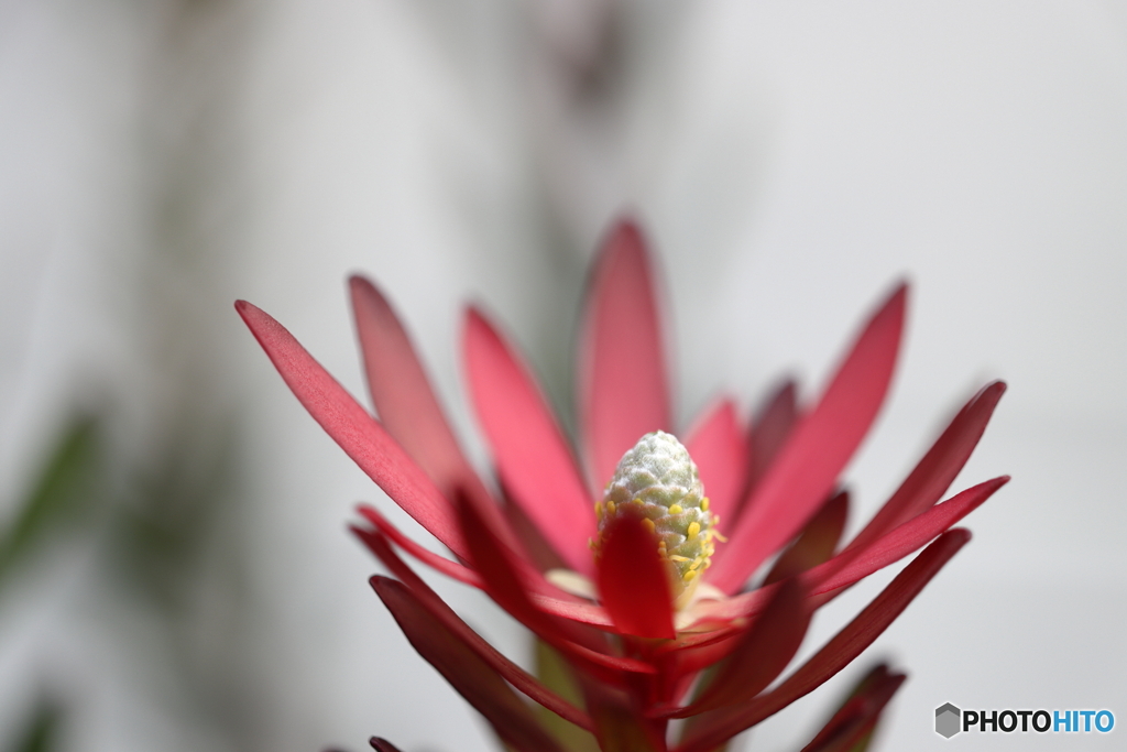 街の花