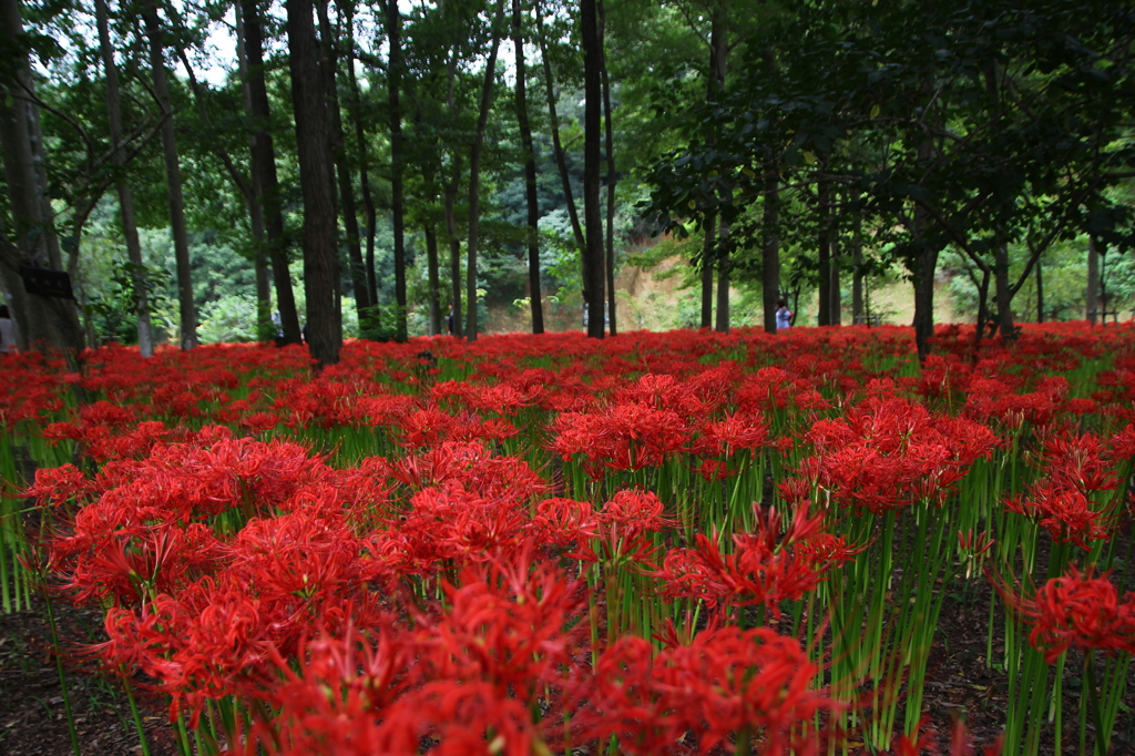 巾着田曼珠沙華公園