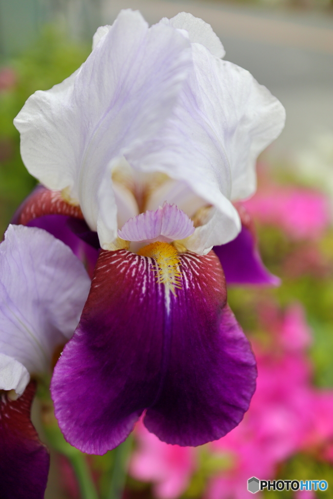 街の花