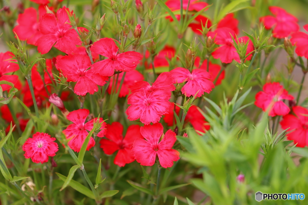 街の花
