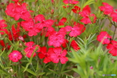 街の花