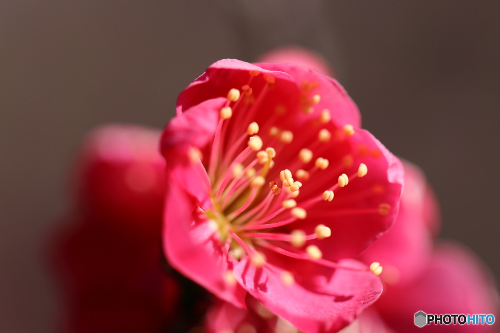 園の花