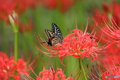 街の花