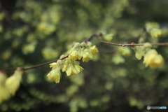 街の花
