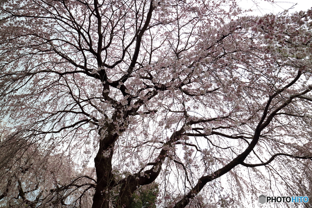 枝垂れ桜