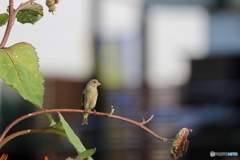 野鳥