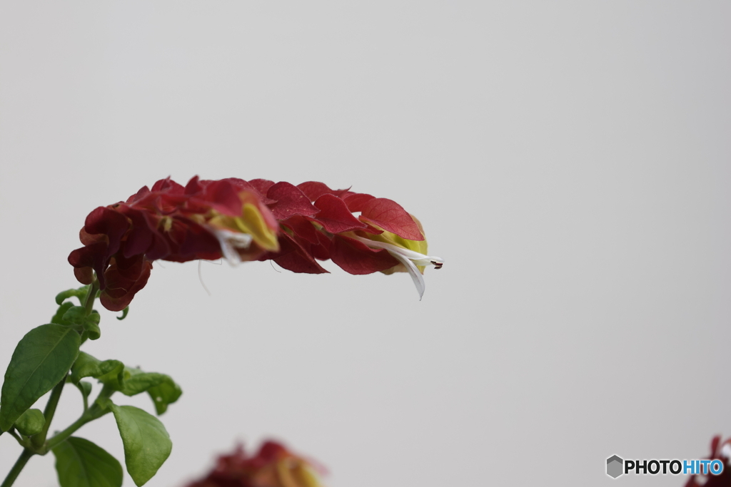 街の花
