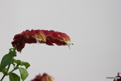 街の花