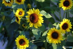 街の花