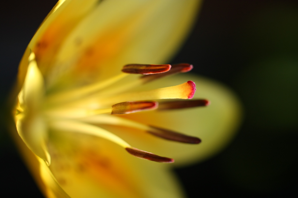 街の花