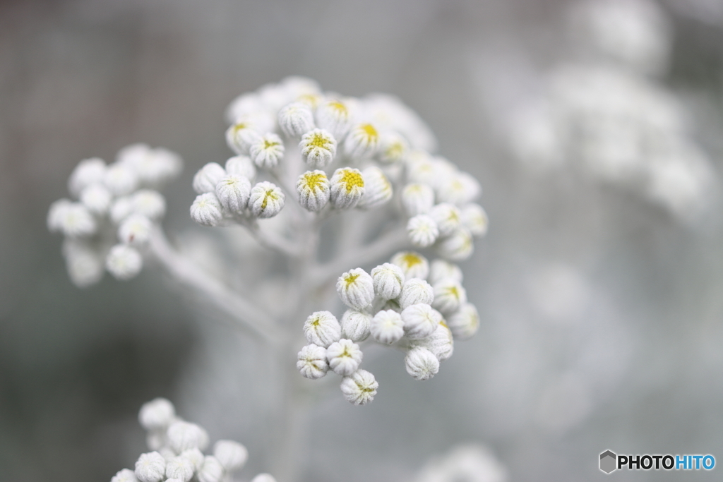 街の花