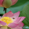 蓮池