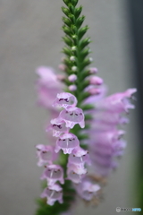 街の花