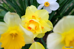 街の花