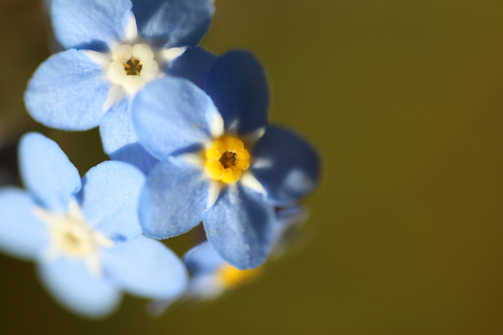 街の花