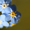 街の花