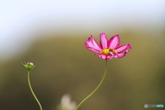 園の花