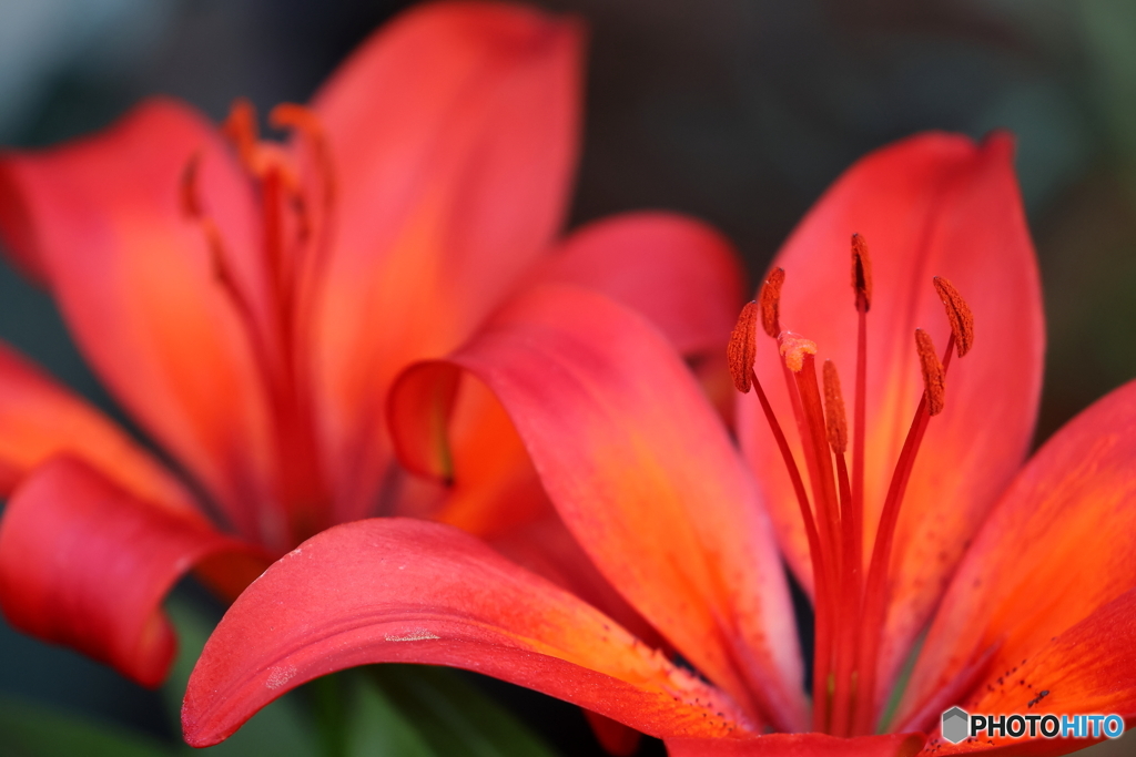 街の花