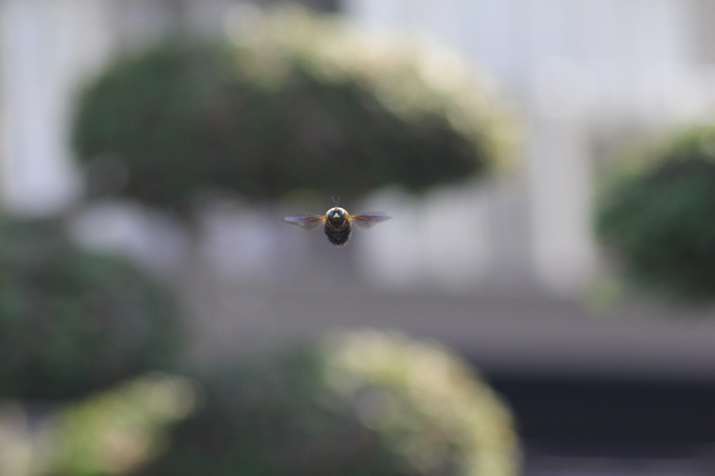 蜂