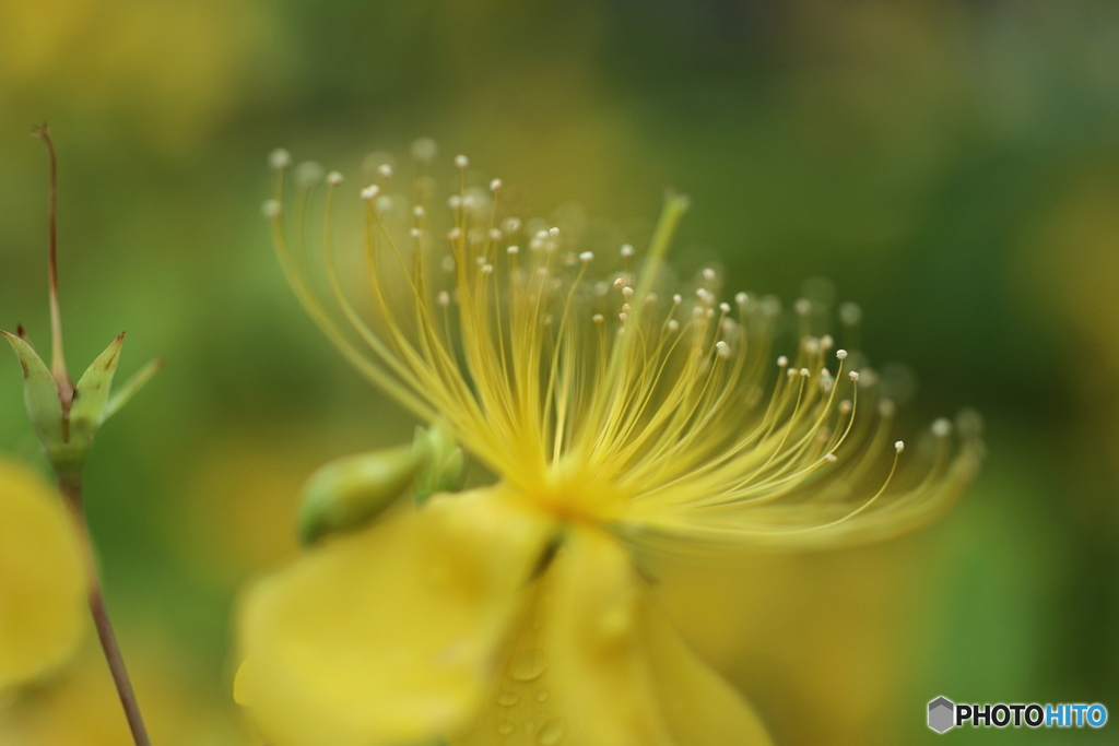 街の花