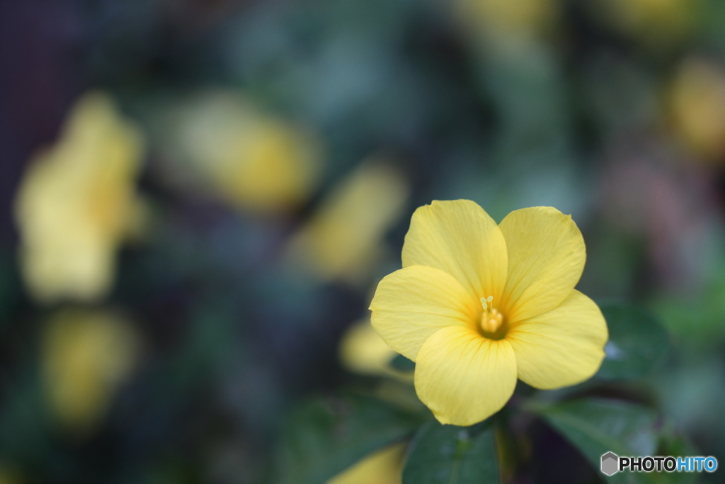 街の花