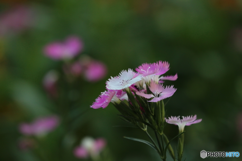 街の花