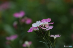 街の花