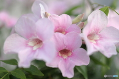 街の花
