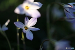 街の花