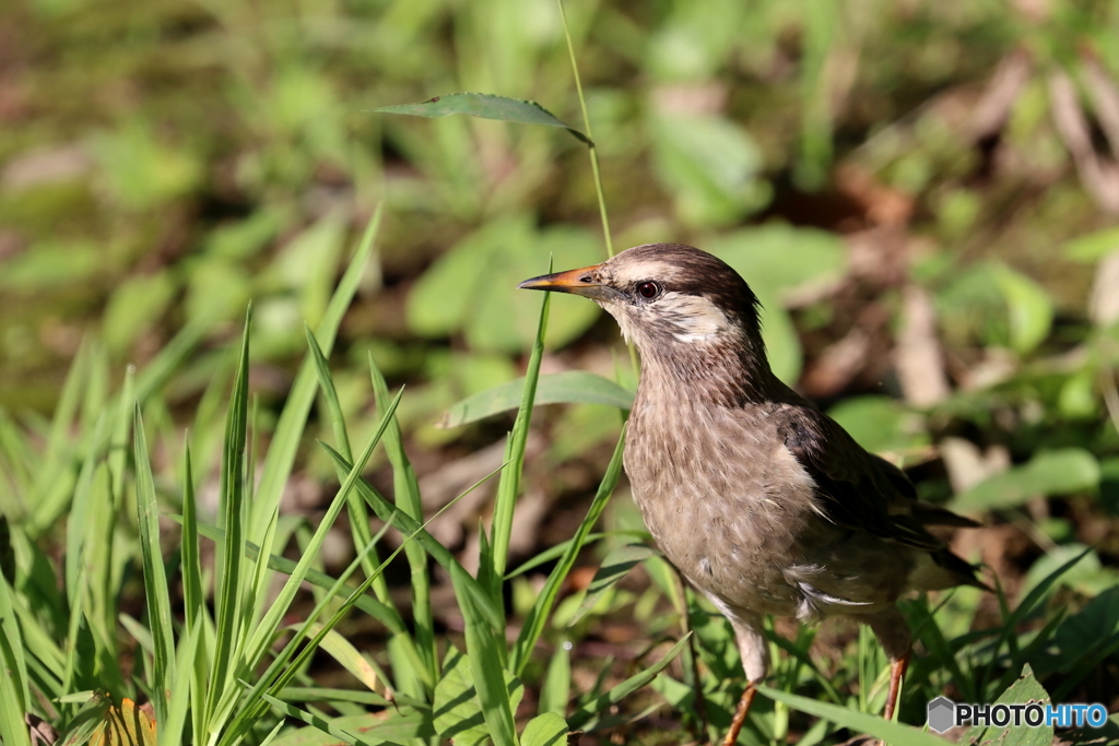 野鳥