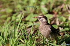 野鳥