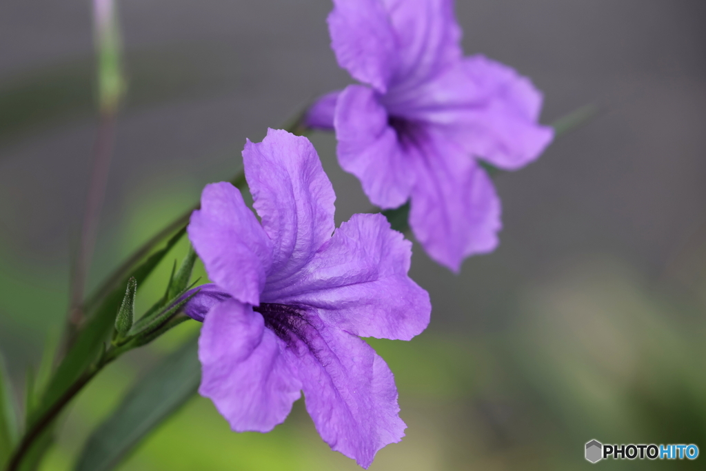 街の花