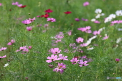 秋桜