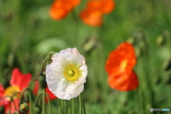 街の花