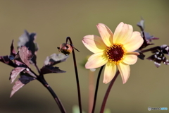 街の花