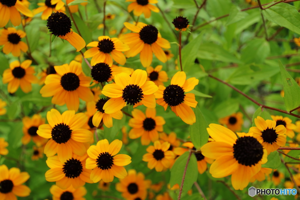 街の花