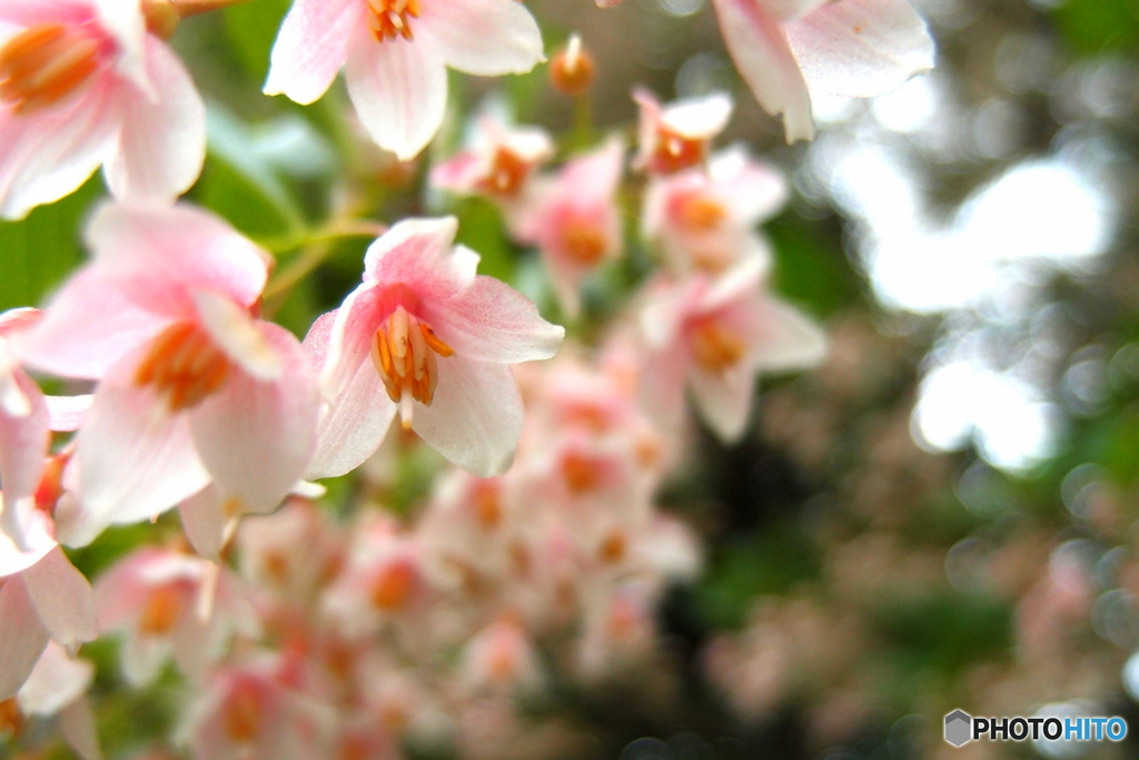 街の花