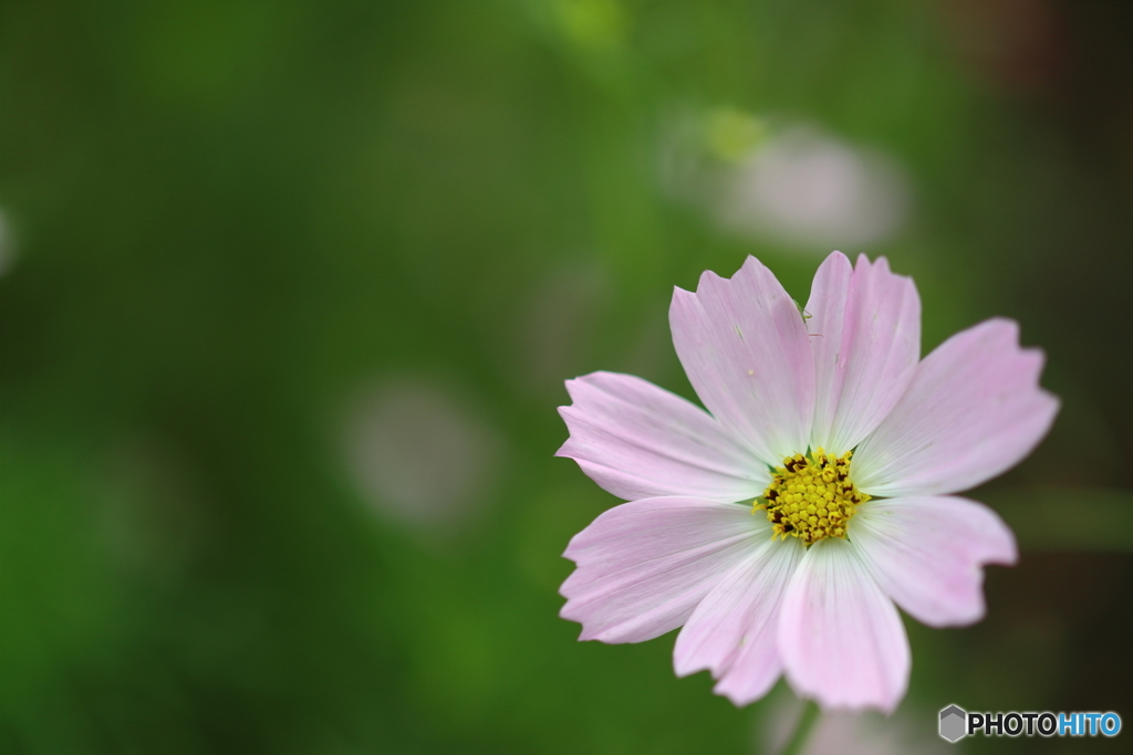 街の花