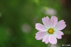 街の花