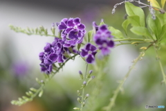 街の花