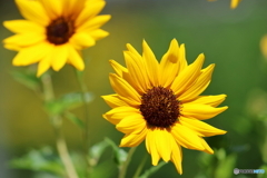 街の花