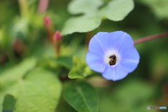 街の花