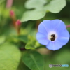 街の花
