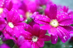 街の花