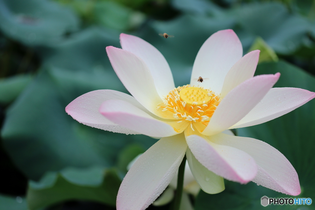 街の花