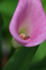 街の花