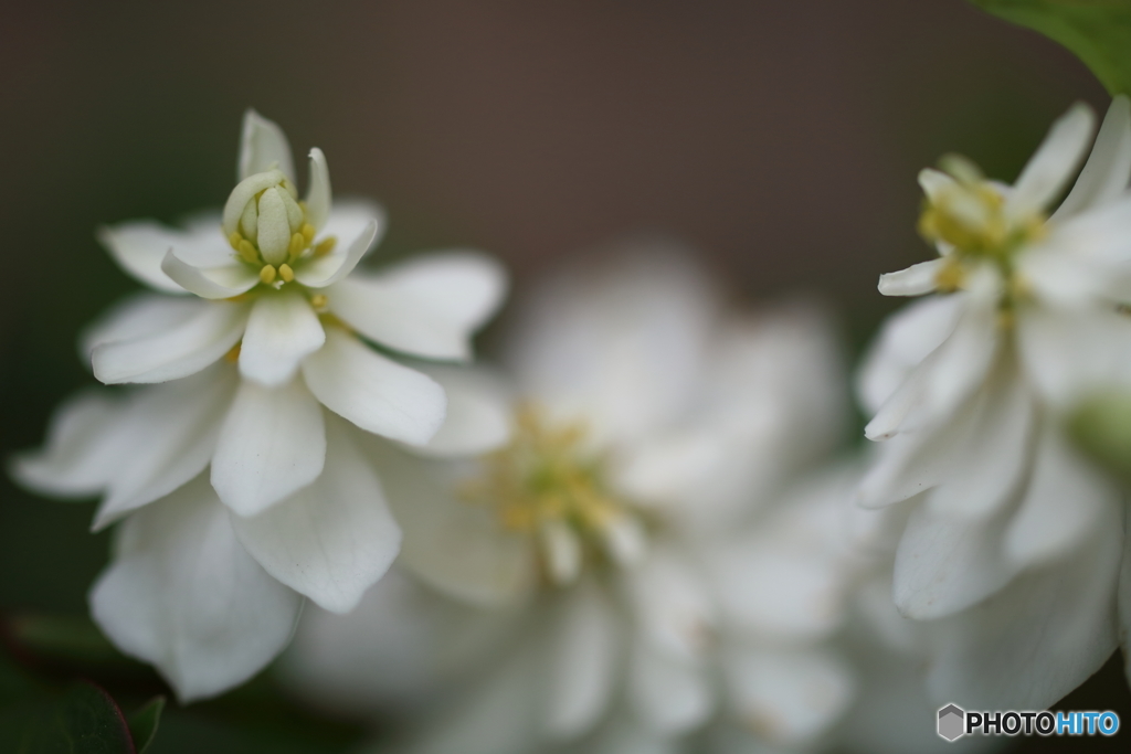 街の花