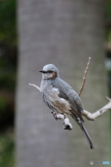 野鳥