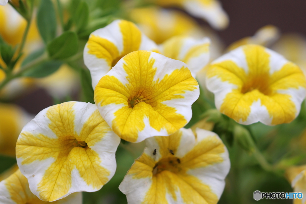 街の花