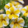 街の花